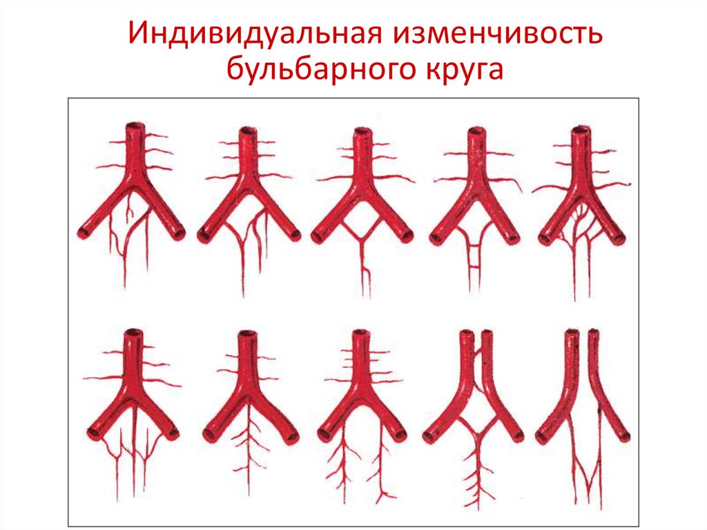 Индивидуальная изменчивость. Индивидуальная изменчивость сосудов головного мозга. Изменчивость артерии в хирургии примеры. Индивидуальная изменчивость сосудов почек таблица. Бульбарный круг сосуд.