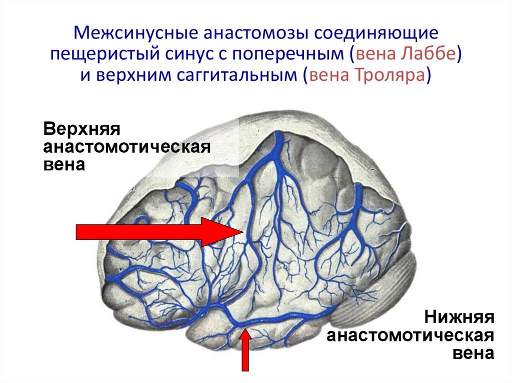 Верхние вены мозга. Вена Галена Вена Розенталя. Вена Троларда и Лаббе. Верхняя анастомотическая Вена мозга. Вена Лаббе анатомия.