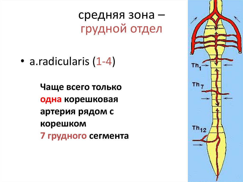 Средняя зона