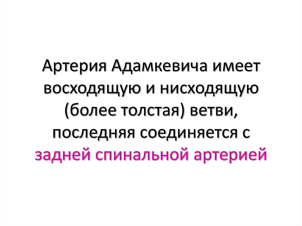 Артерия адамкевича. Синдром Адамкевича. Синдром Адамкевича презентация. Артерия Адамкевича инсульт клиника.