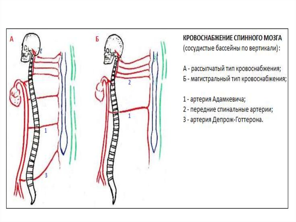 Кровоснабжение спинного мозга схема