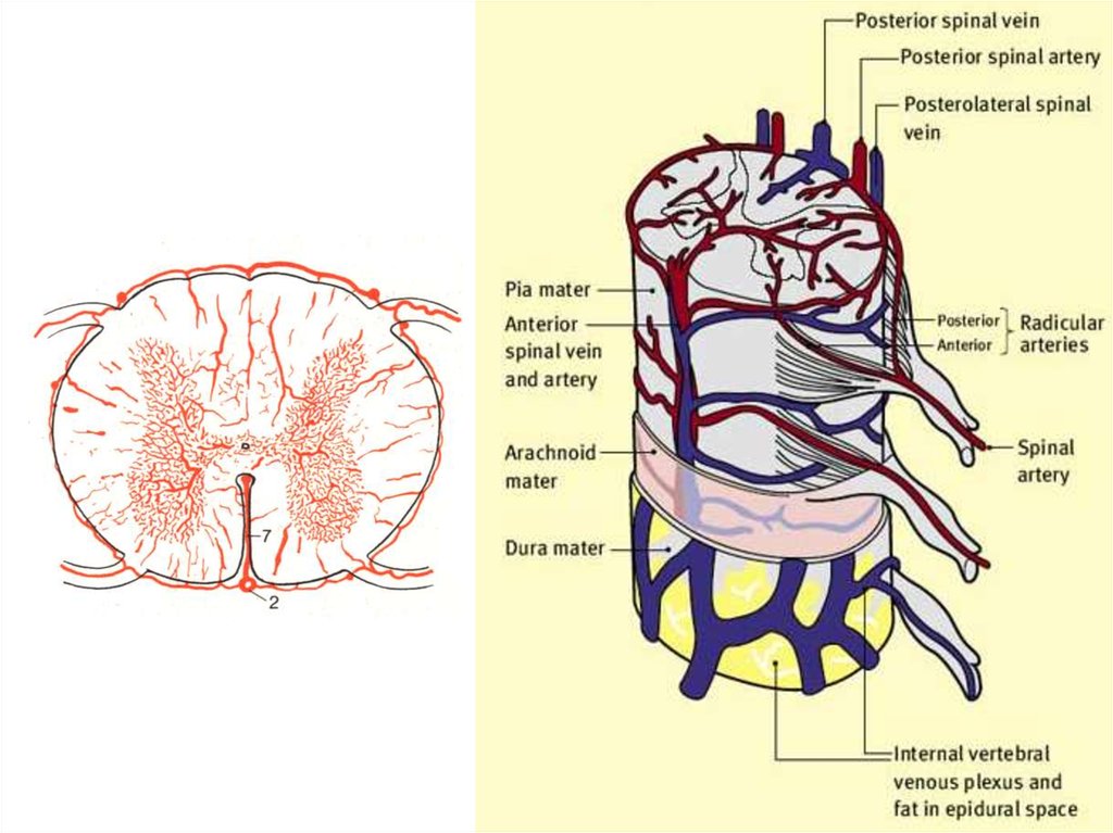 Кровоснабжение спинного мозга схема