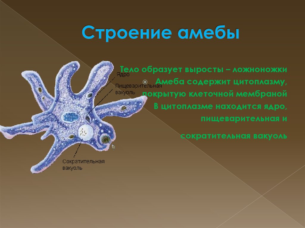 Из скольких организмов. Ядро амебы обыкновенной. Строение амебы обыкновенной. Саркодовые амеба обыкновенная. Саркодовые строение амебы обыкновенной.