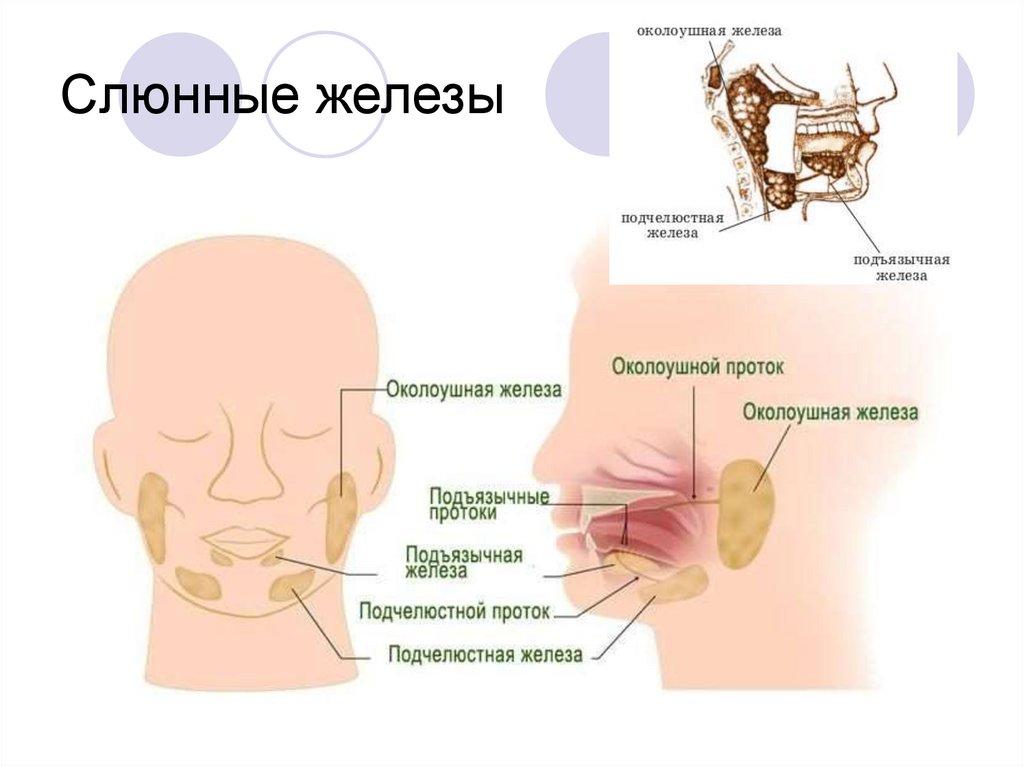 Околоушная слюна. Ротовая полость анатомия слюнные железы. Слюнные железы строение расположение. Слюнные железы строение расположение функции болезни. Анатомия слюнных желез человека строение и функции.