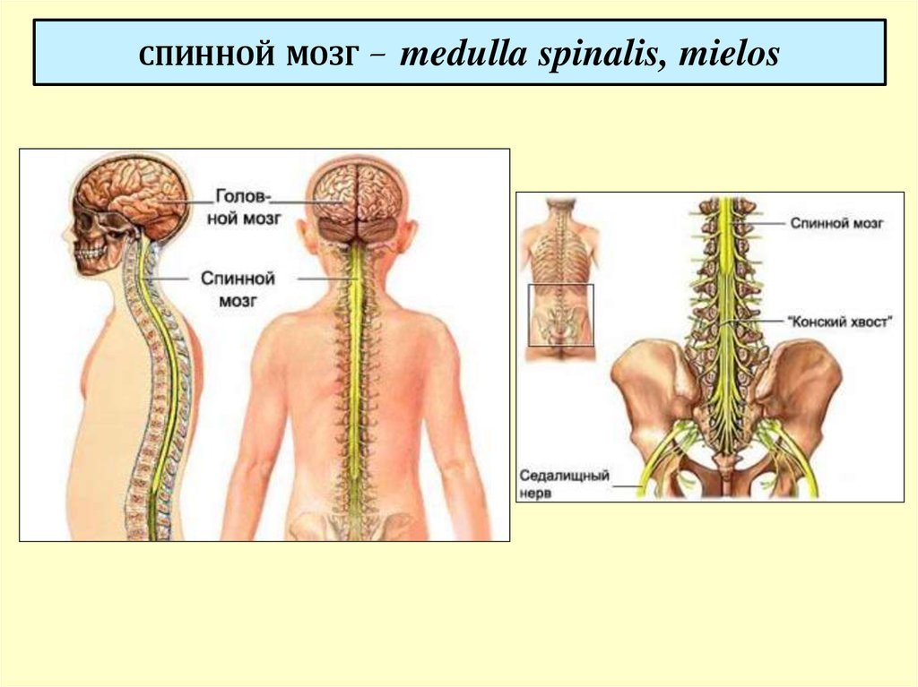 Заболевания головного и спинного мозга. Медулла Спиналис. Спинной мозг. Спинной мозг нервная система. ЦНС спинной мозг.