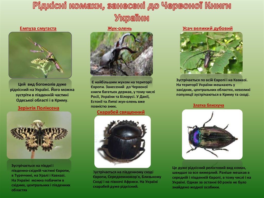 Рідкісні комахи, занесені до Червоної Книги України