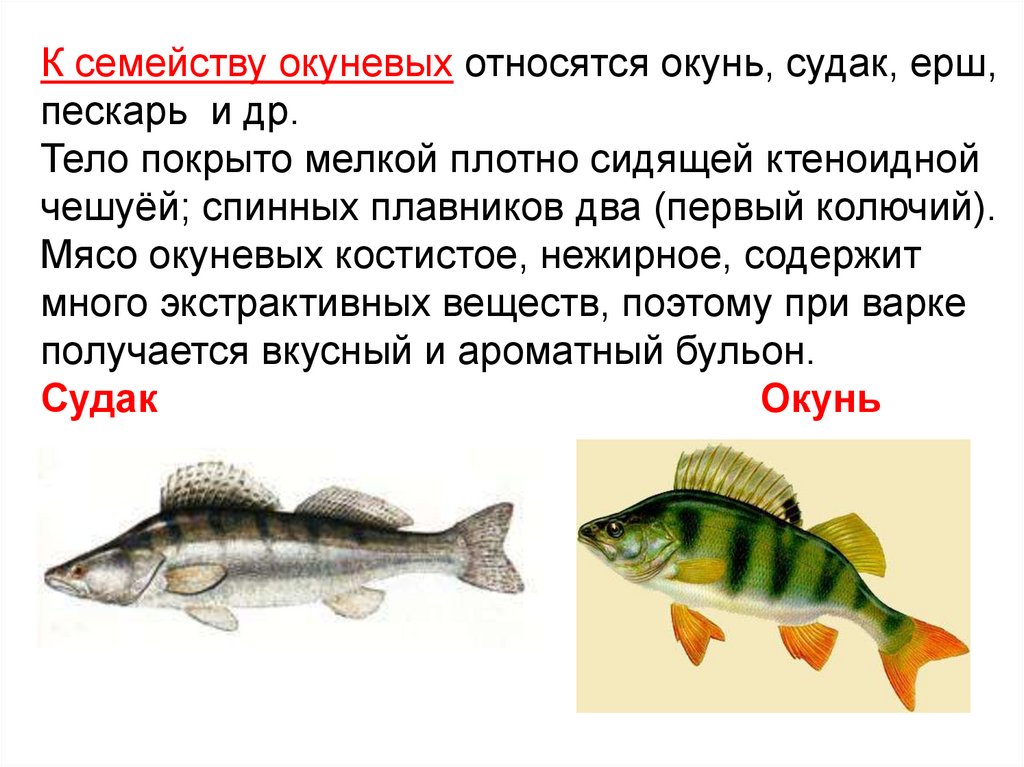 Рыба из окуневых