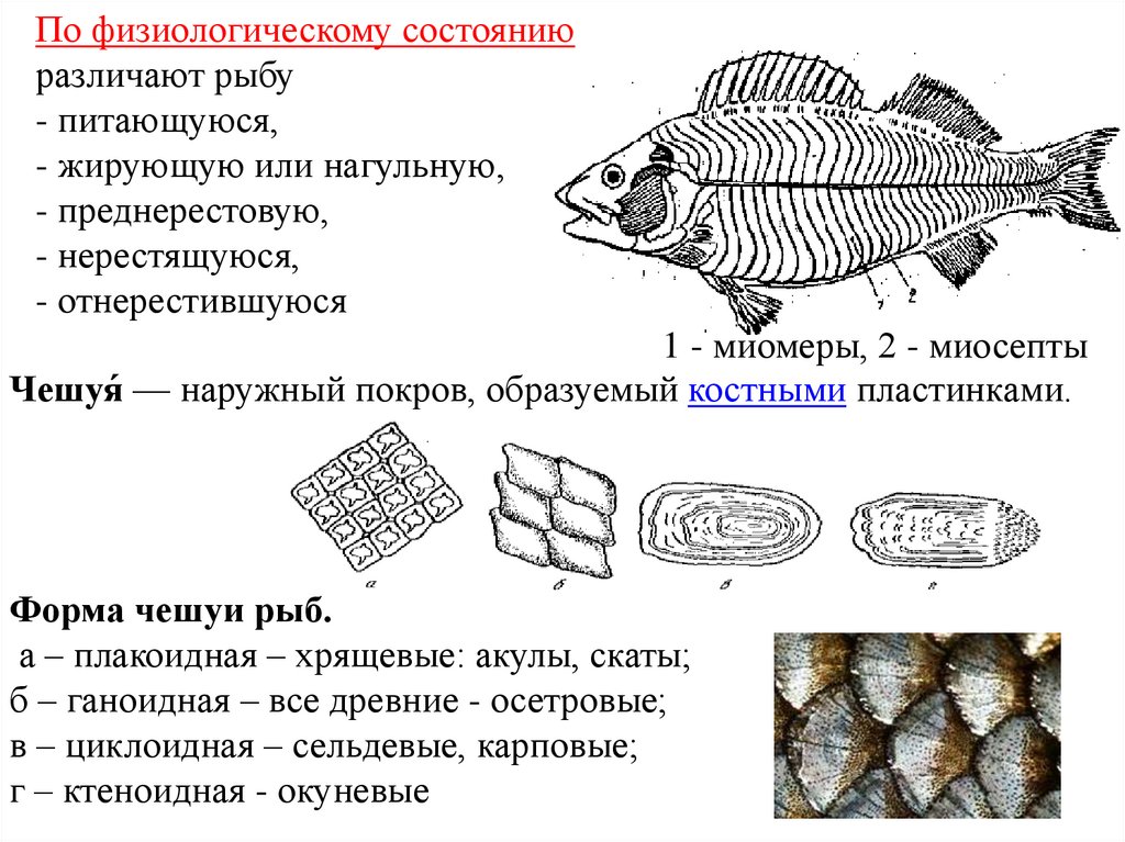 Человек в рыбьей чешуе. Изображение рыбы схематическое с чешуей. Функции чешуи у рыб. Рыботовары солёные схема обработки. Ганоидная чешуя у каких рыб.