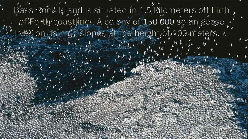 Bass Rock Island is situated in 1,5 kilometers off Firth of Forth coastline . A colony of 150 000 solan geese lives on its high