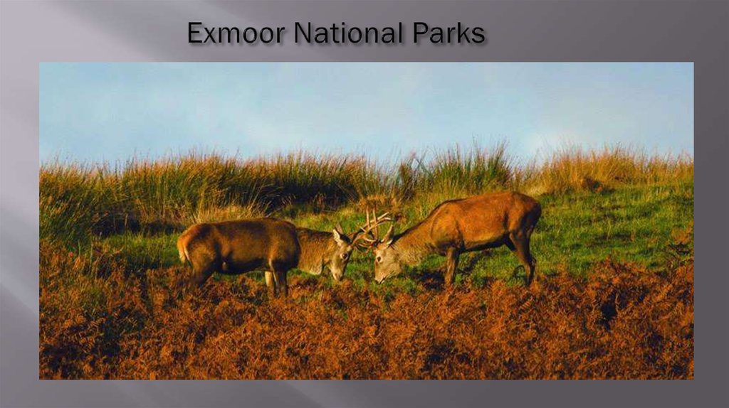 Exmoor National Parks