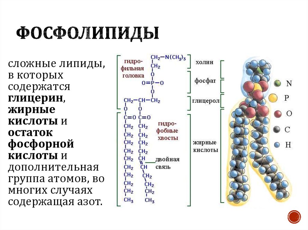 Строение фосфолипида. Хим структура фосфолипидов. Фосфолипиды мембраны строение. Фосфолипиды структурные элементы. Фосфолипиды химическая структура.