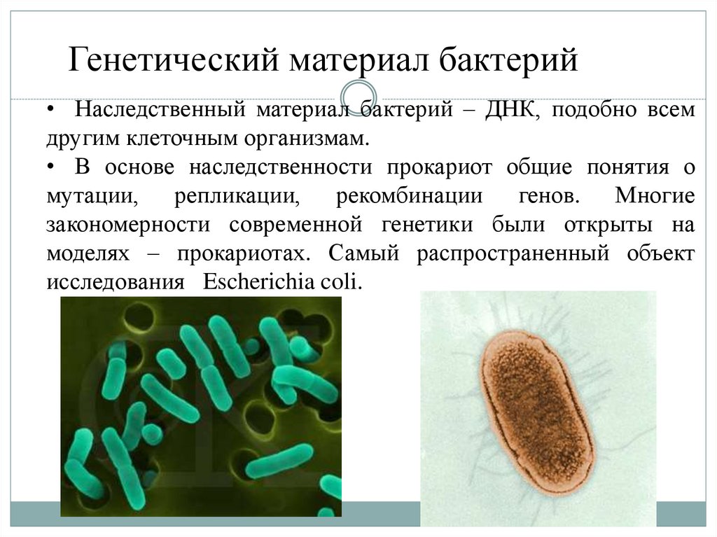 Пару бактерий
