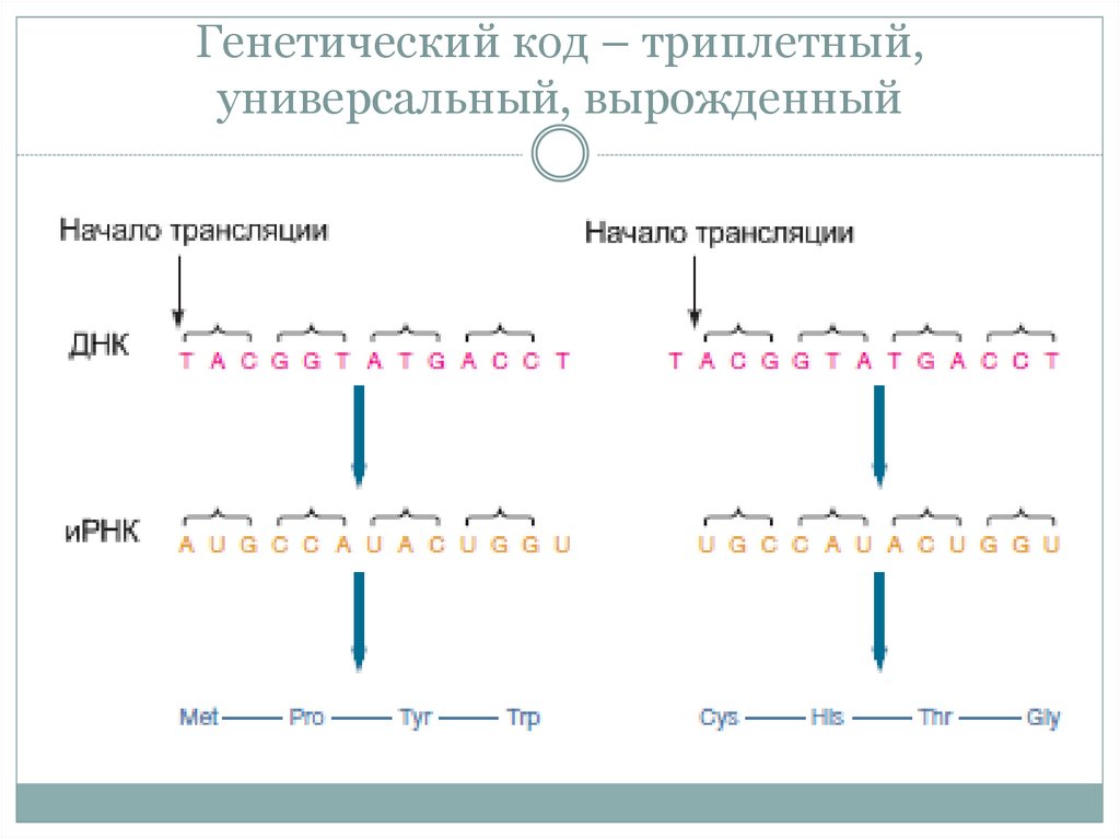 Код триплет. Триплетный код. Генетический код триплетен. Код триплетен универсален. Полярность генетического кода.