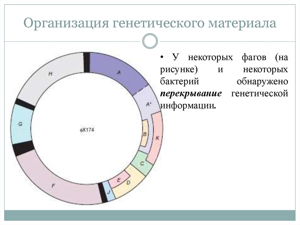 Химическая организация генетического материала. Организация генетического материала.