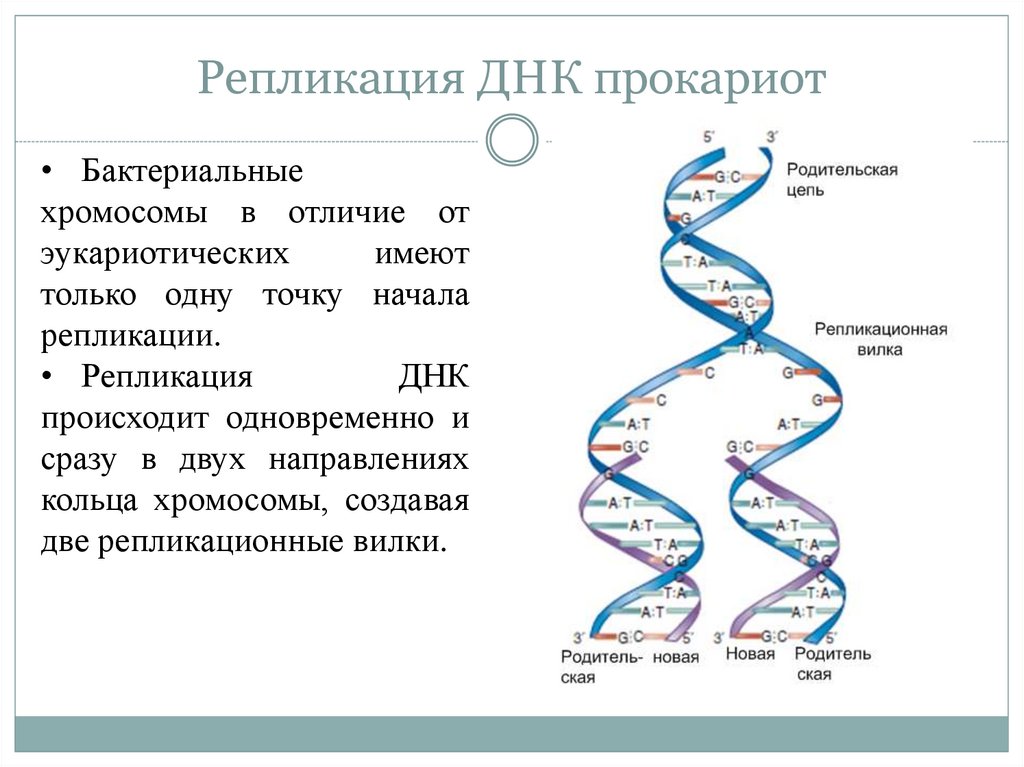 Прокариоты кольцевая днк. Репликация ДНК У бактерий микробиология. Схема репликации ДНК эукариотических клеток. Схема репликации ДНК эукариот. Ферменты репликации эукариот.