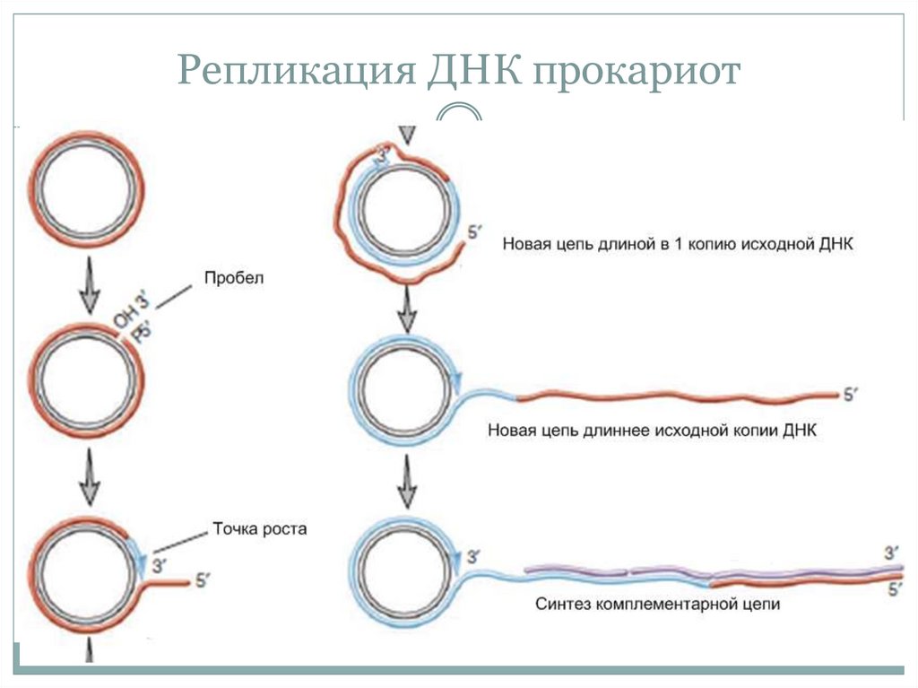 Прокариоты кольцевая днк. Схема репликации у бактерий. Схема репликации эукариот. Репликация ДНК У прокариот схема. Инициация репликации у прокариот ферменты.
