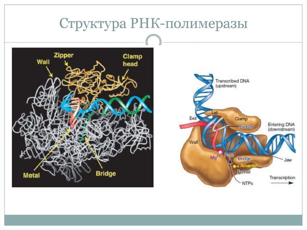 Рнк бактерии. Кор фермент РНК полимеразы. РНК полимераза прокариот структура. РНК полимераза 2. Структура холофермента РНК полимеразы.