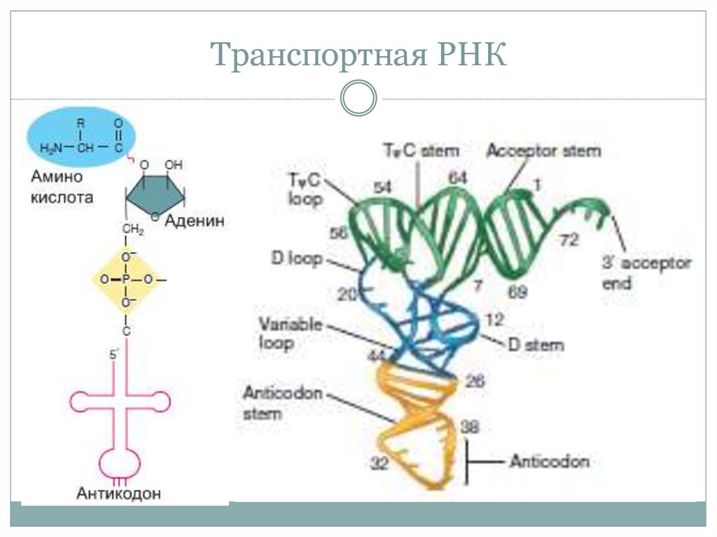 Рнк бактерии. Транспортная РНК. Транспортная ТРНК. Транспортная РНК бактерий. 4. Структура транспортных РНК..