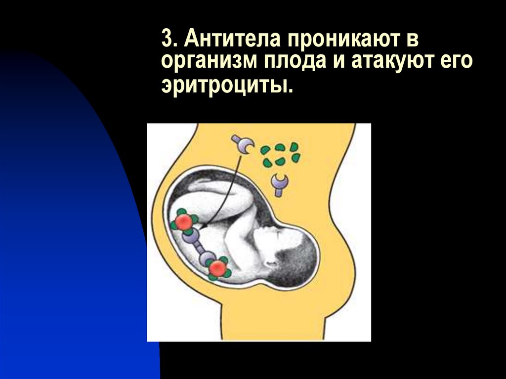 Проникать в организм. Антитела атакуют организм. Антитела матери атакуют антитела эмбриона плода.