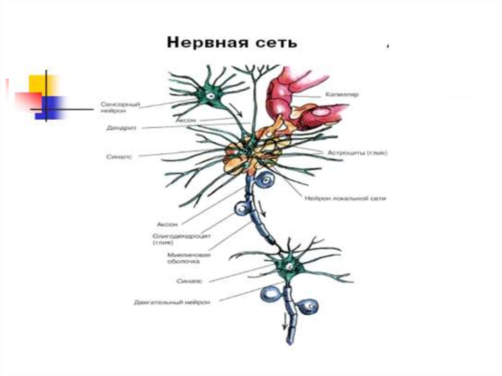 Рассмотрите рисунок 93 и составьте план рассказа о строении нейрона