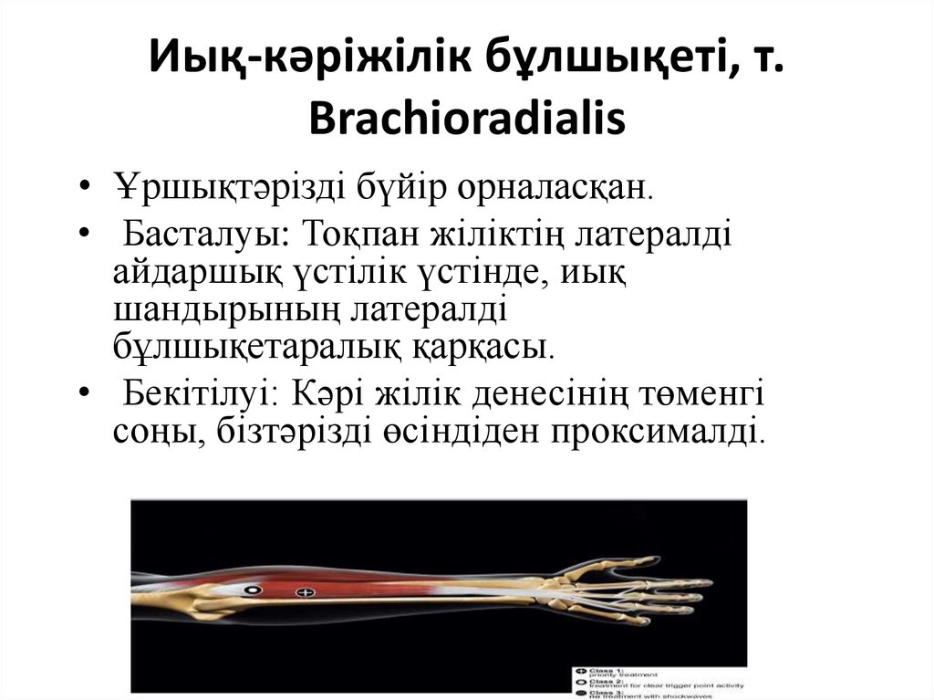 Иық-кәріжілік бұлшықеті, т. Brachioradialis
