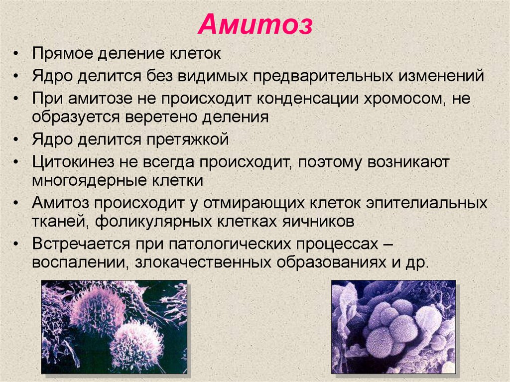 При резких изменениях температуры бактериальная клетка образует. Амитоз прямое деление клетки. Биологическое значение митоза биология 10 класс. Особенности амитоза. Амитоз кратко.