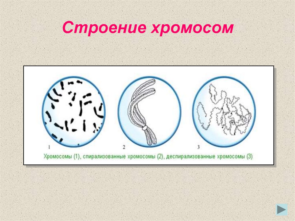 Нарисуйте хромосомы в метафазе митоза для организма с 2n 4 гетерозиготного по транслокации