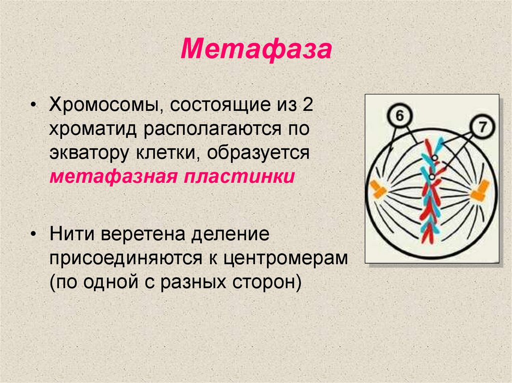 Метафаза. Метафаза процессы. Процессы происходящие в метафазе. Центриоли в метафазе.