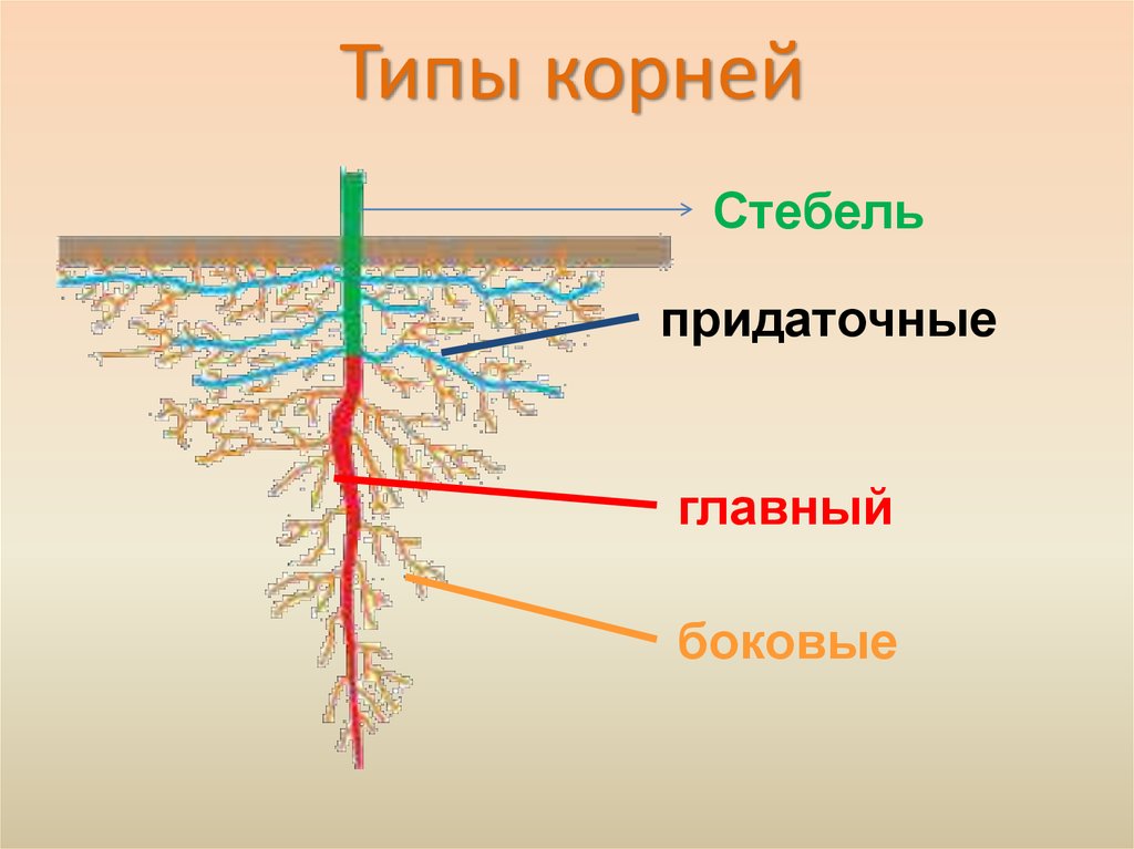 Презентация виды корневых систем