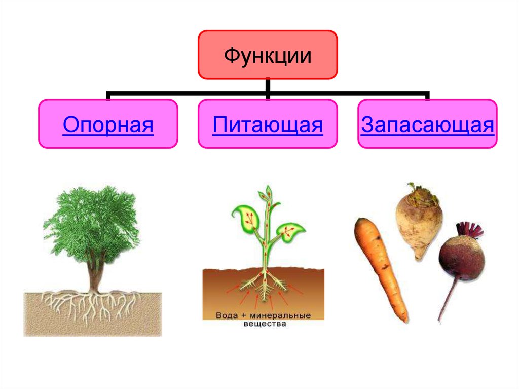 Особенности стержневой корневой. Типы корневых систем. Стержневая корневая система рисунки растений. Растения со стержневой корневой системой.