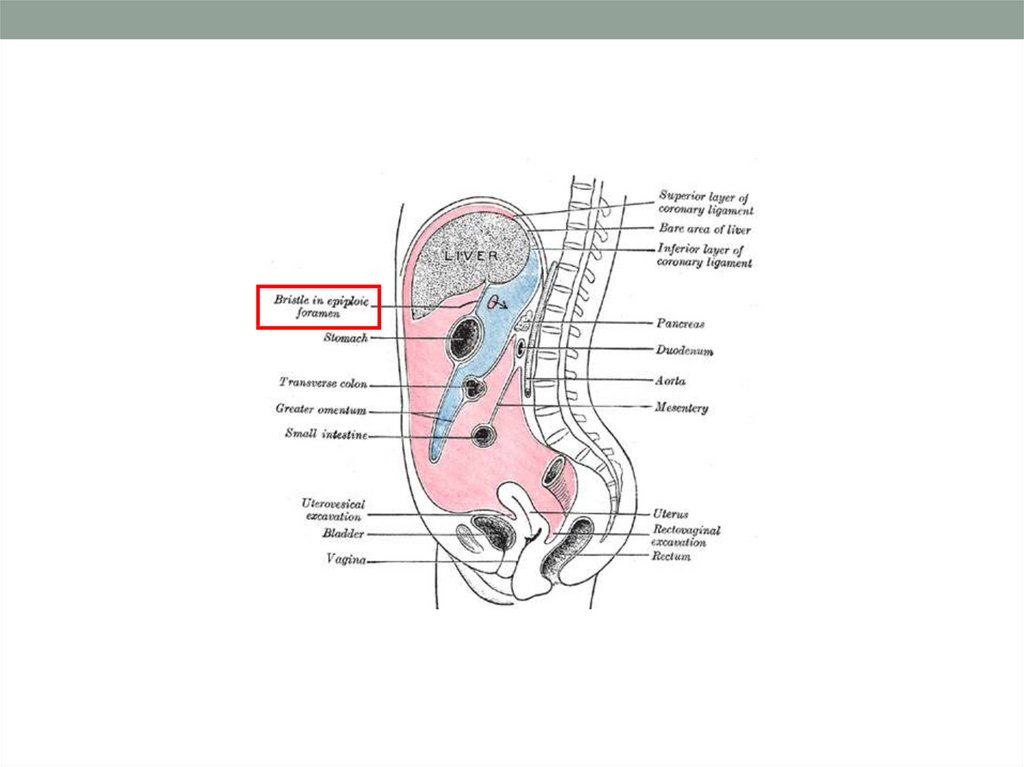 Abdominal Cavity (1) - online presentation