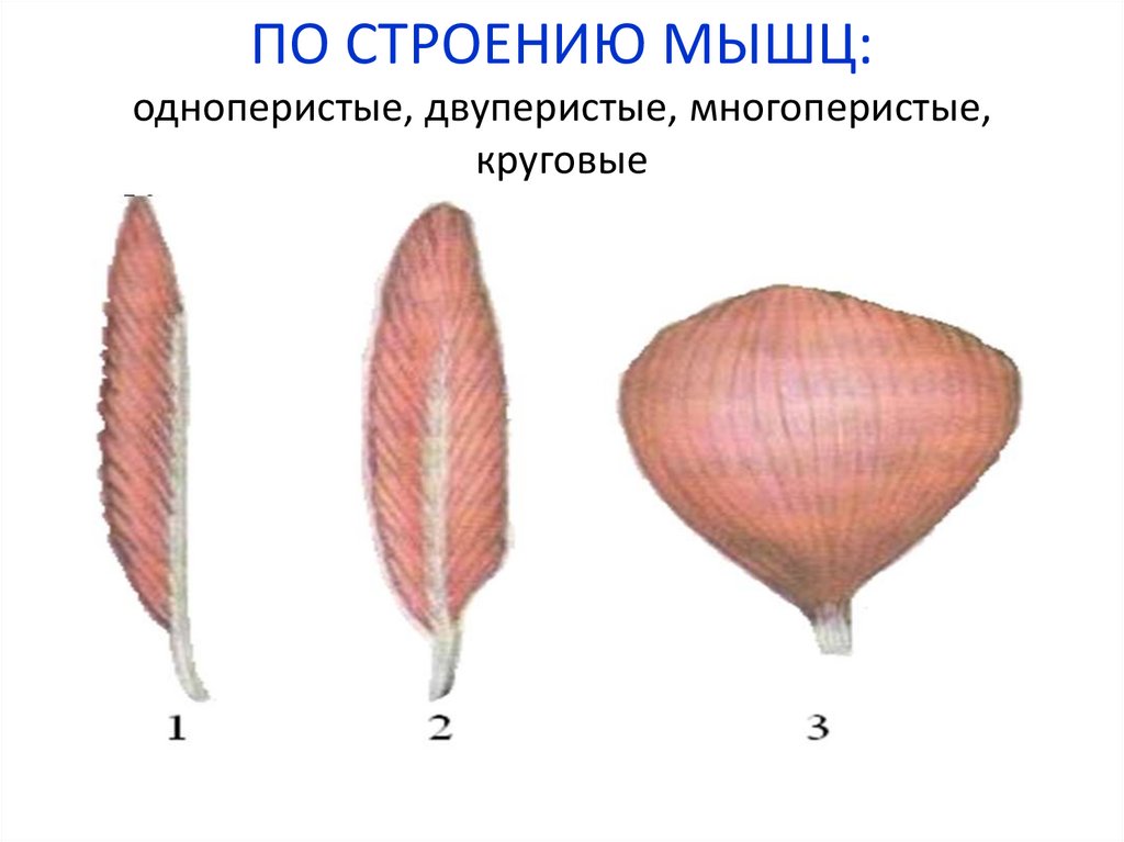 Форма строения. Одноперстые двухперстые. Одноперистая мышца пример. Одноперистые многоперистые мышцы. Многоперистая мышца строение.