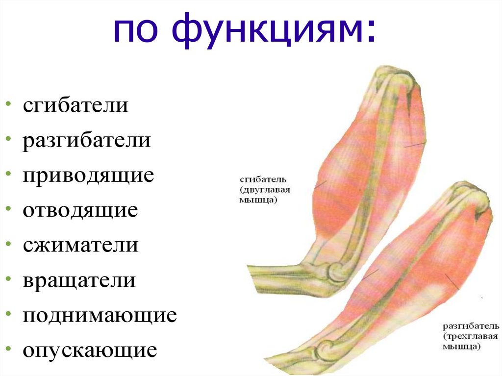 Мышцы биология 9. Строение мышц сгибателей и разгибателей. Классификация мышц сгибатели разгибатели. Схема мышцы сгибатели и разгибатели. Мышцы сгибатели и разгибатели 8 класс.