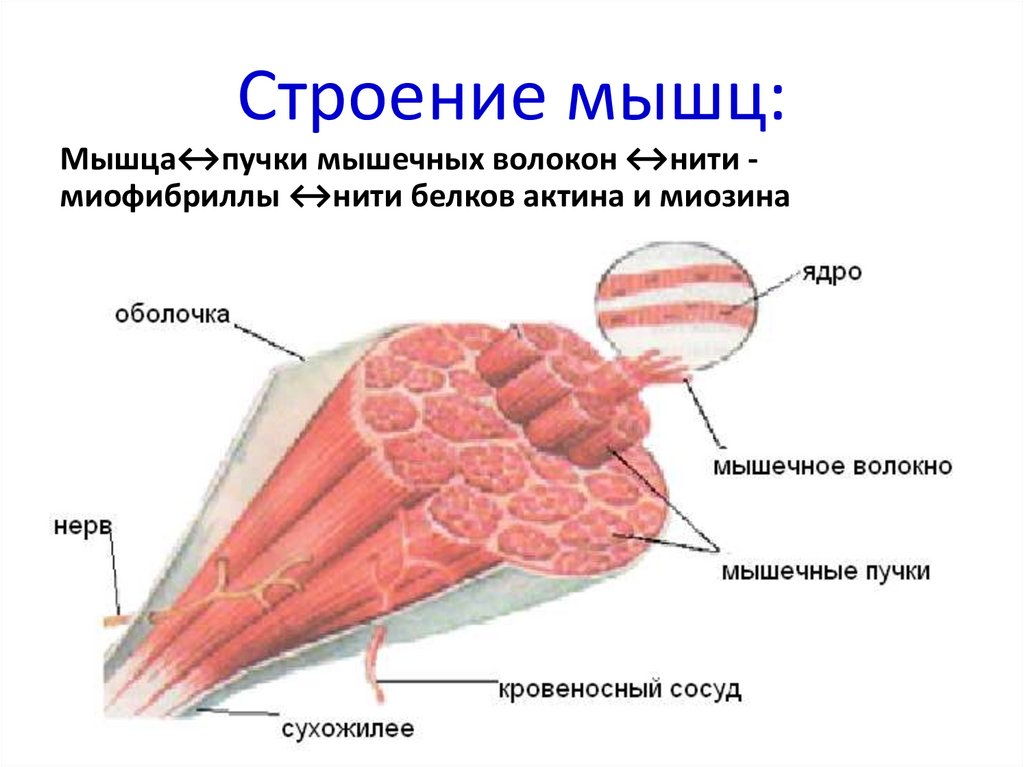 Последовательность мышечных элементов. Составные части мышечного волокна. Строение скелетной мышцы. Внутренне строение скелетной мышцы. Определите составные части мышечного волокна.