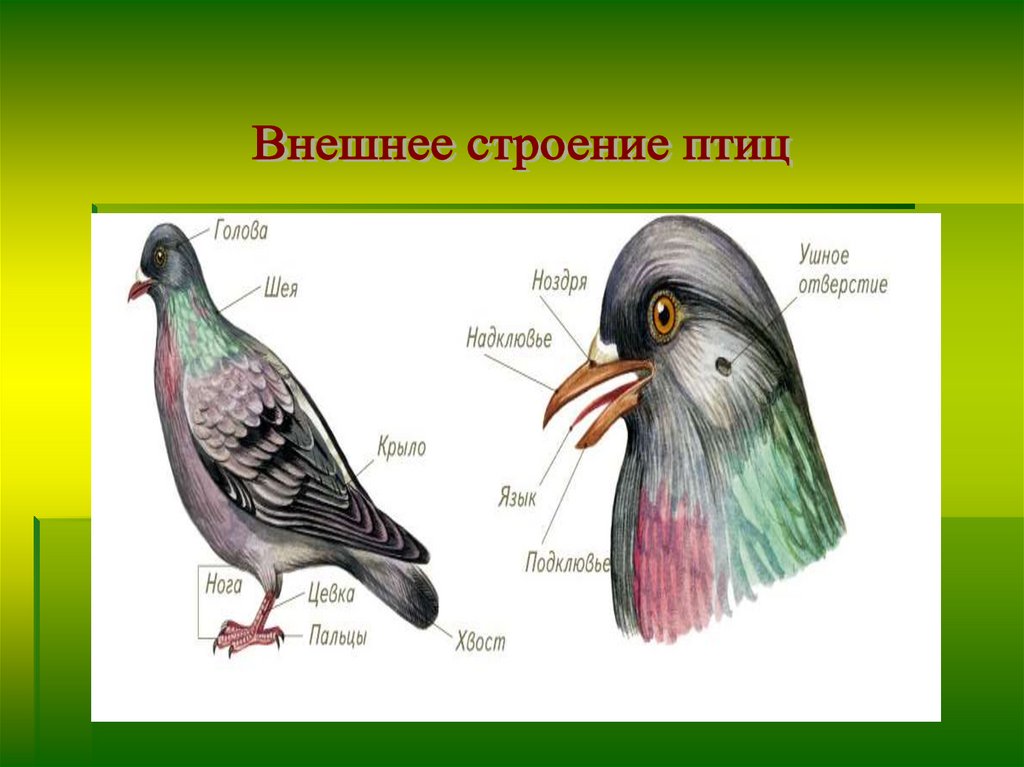 Покров головы птицы. Внешнее строение птицы биология 8 класс. Внешнее строение птиц. Класс птицы строение. Класс птицы внешнее строение.
