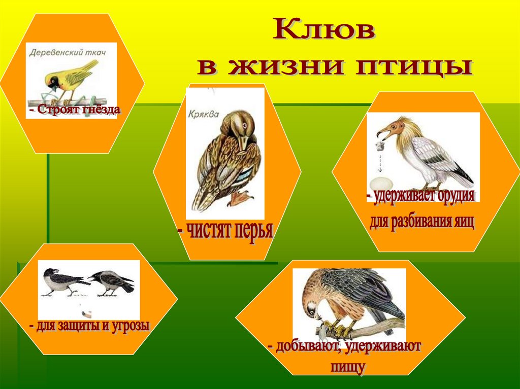 Группы питания птиц. Клювы разных птиц. Клюв в жизни птицы. Клювы птиц по типу питания. Узнай птицу по клюву.