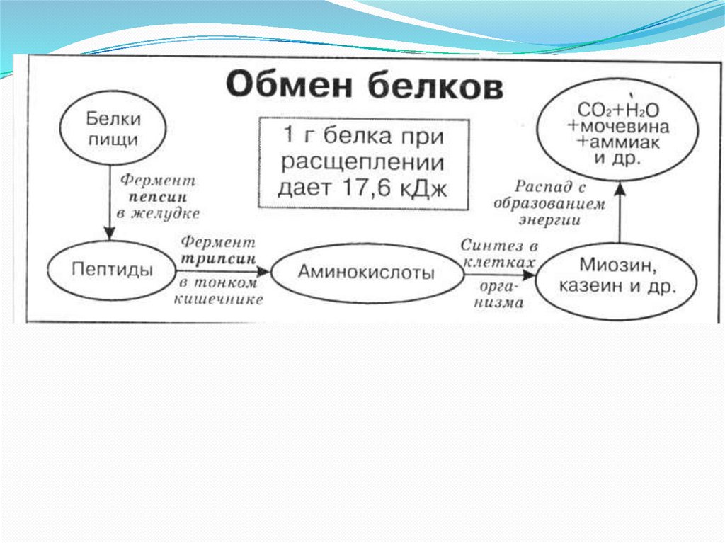 Обмен белков презентация