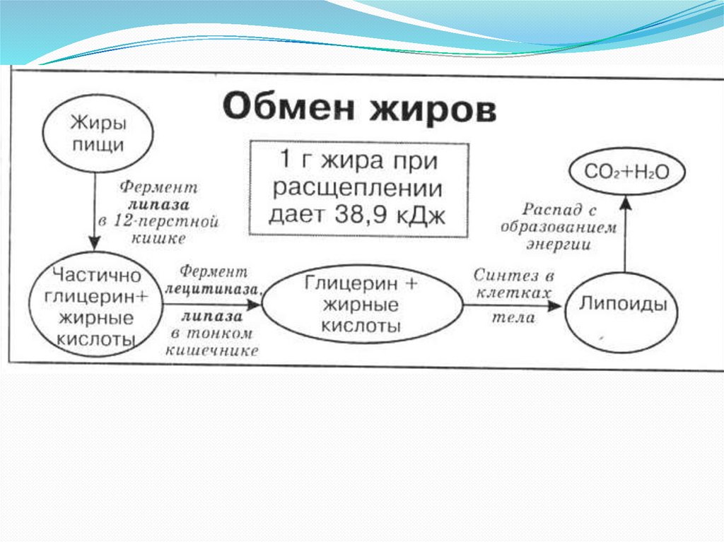 Почему пищевые белки жиры и углеводы распадаются на более простые соединения составьте схему кратко