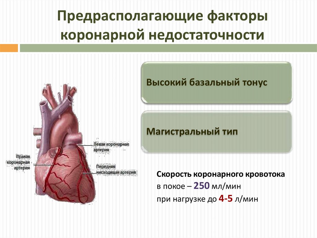 Коронарный сердца. Синдром острой коронарной недостаточности симптомы. Сердечная недостаточность b rfhjyfhyfz ytljcnfnxyjcnm. Сердечная недостаточность и коронарная недостаточность. Проявление симптома коронарной недостаточности.