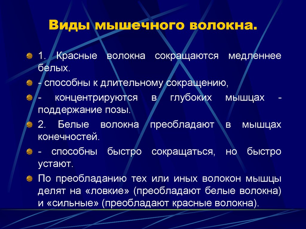 Белые мышцы. Виды мышечных волокон. Мышечные волокна и их типы. Типы волокон мышц. Основные типы мышечных волокон.