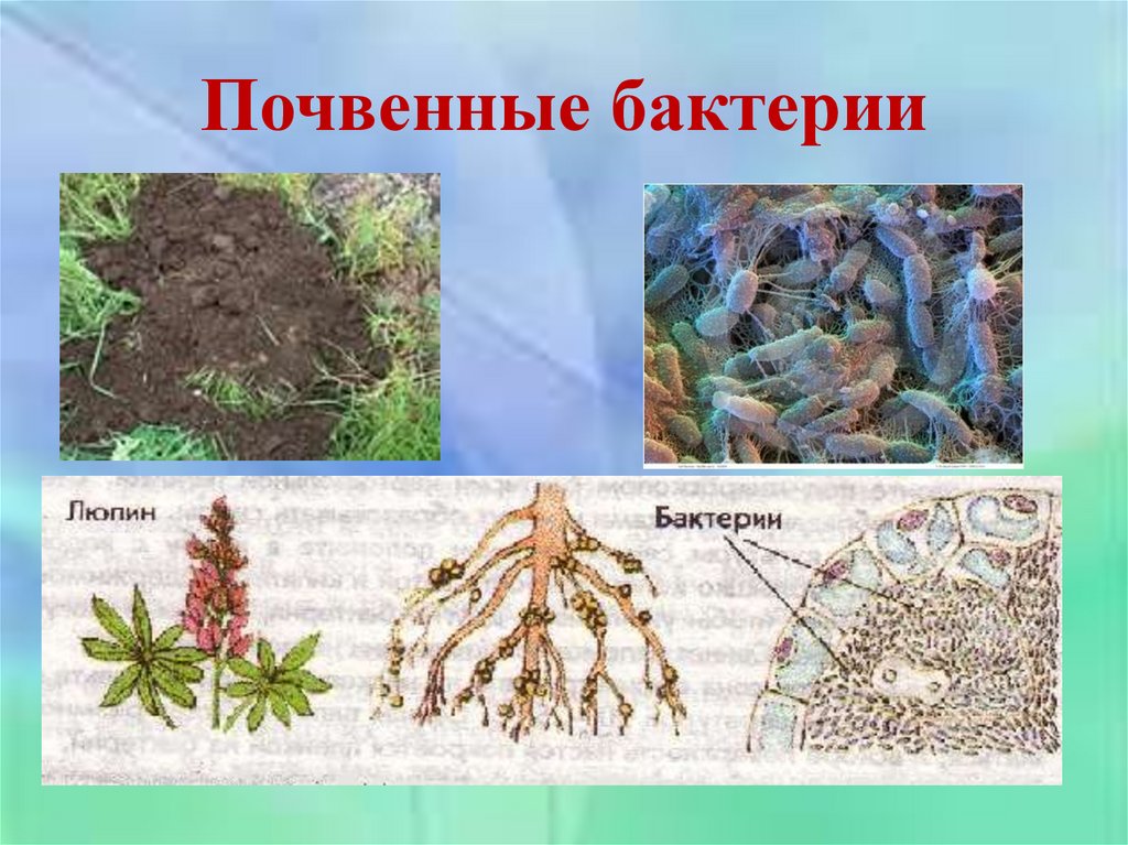 Роль бактерий в почве. Почвенные бактерии сапрофиты. Азотфиксирующие клубеньки. Почвенные бактерии гниения. Роль почвенных бактерий.