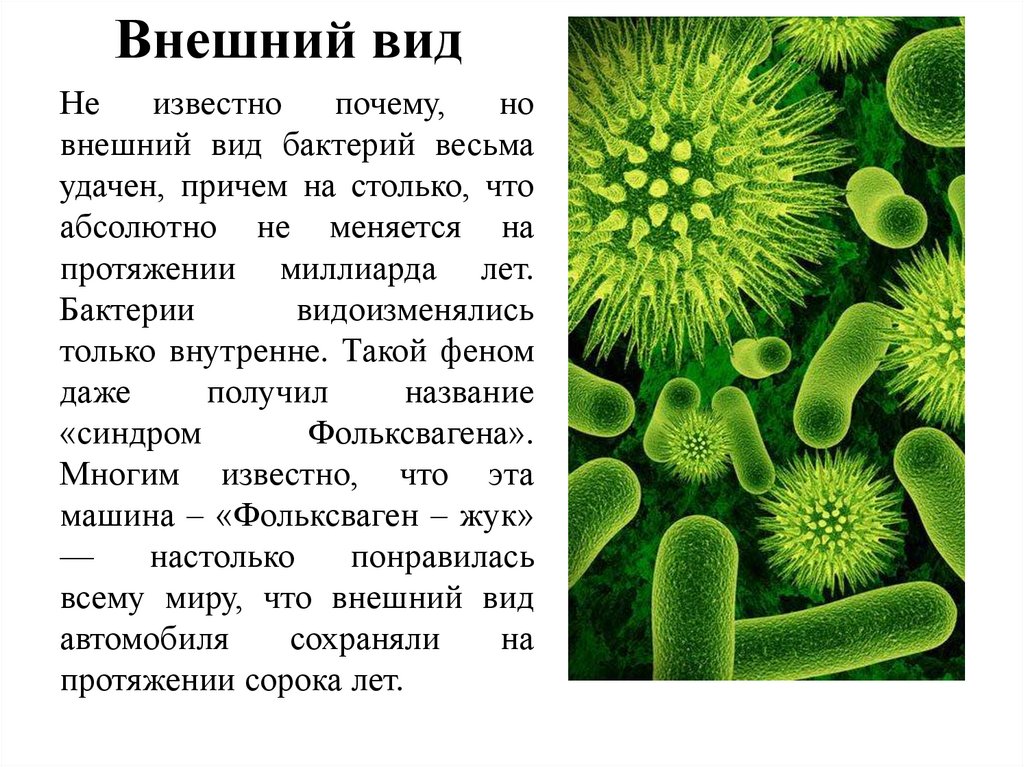 Биологии 5 класс какие темы. Бактерии доклад 5 класс биология. Микробы доклад 5 класс биология. Рассказ о бактерии 5 класс по биологии. Доклад о бактериях.