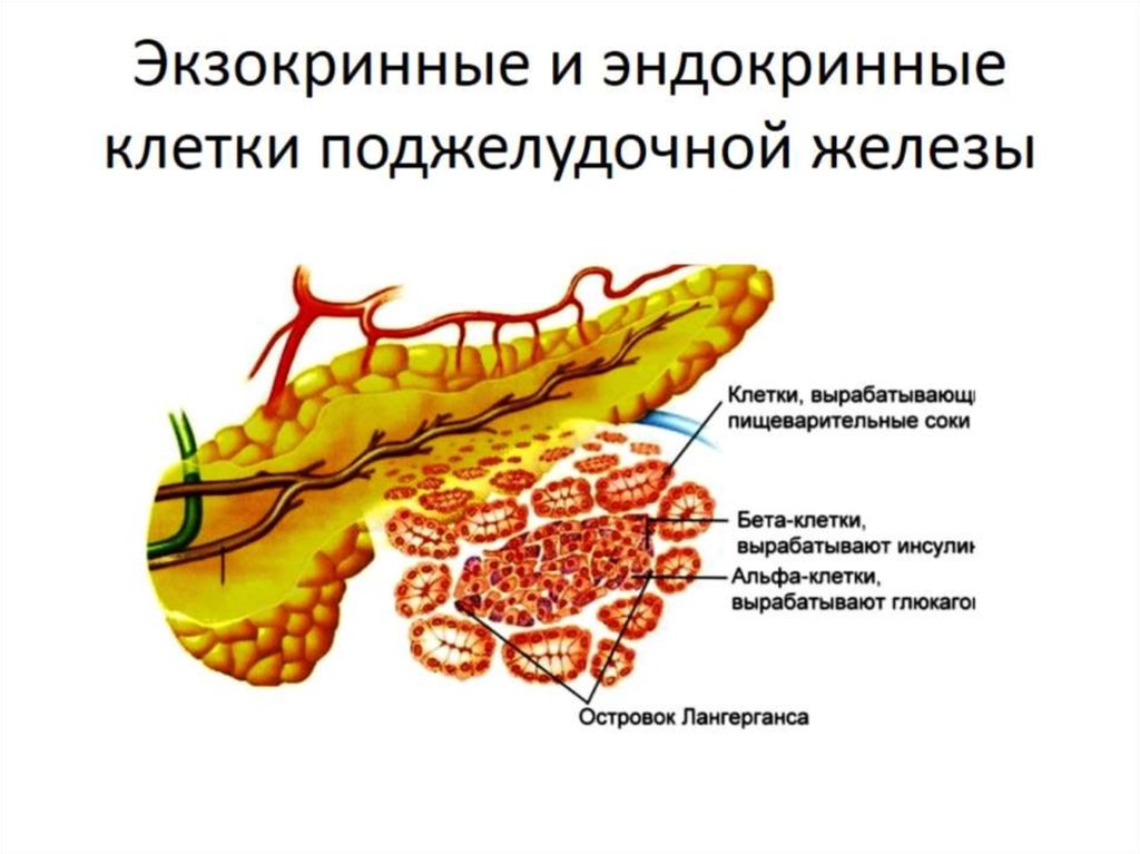 Экзокринные и эндокринные клетки поджелудочной железы