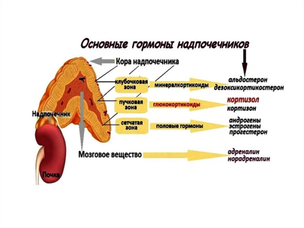 Строение над. Надпочечники строение гормоны зоны. Гормоны мозговой зоны надпочечников. Кора надпочечника анатомия. Функции коркового слоя надпочечников.