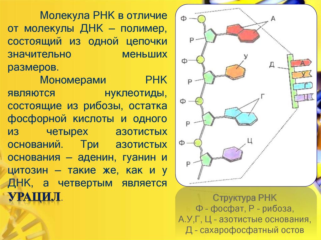 Описание молекул рнк. Строение нуклеотида молекулы РНК. Структура нуклеиновых кислот РНК. Тип связи между нуклеотидами в РНК. Молекула нуклеотида рибонуклеиновой кислоты.