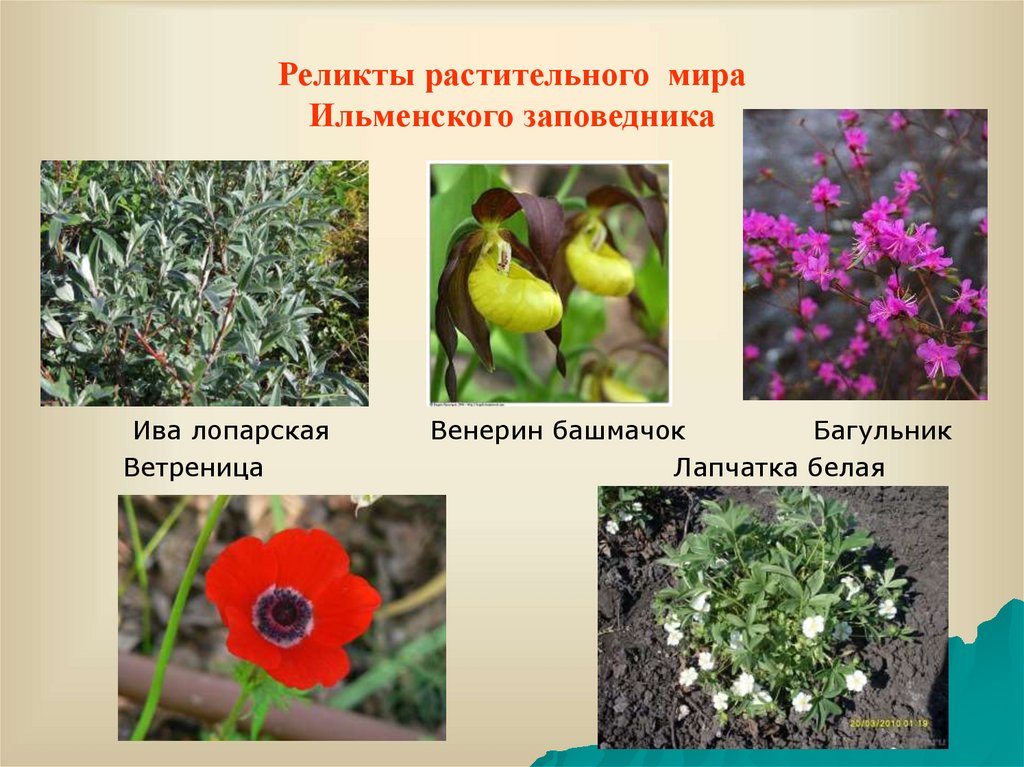 Какие растения называются редкими. Ильменский заповедник растительный мир. Ильменский заповедник растения. Ильменский минералогический заповедник растения. Реликты Ильменского заповедника.