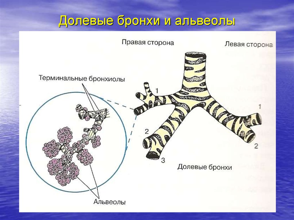 Долевые бронхи