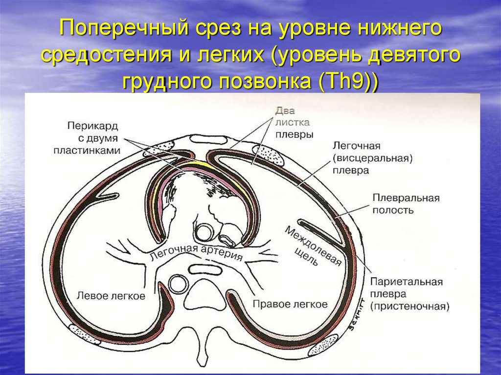 Образования средостения схема