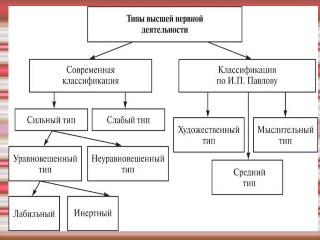 Типы нервной деятельности. Классификация типов высшей нервной деятельности. Художественный Тип высшей нервной деятельности. Классификация типов высшей нервной деятельности детей.. Слабый Тип нервной деятельности.