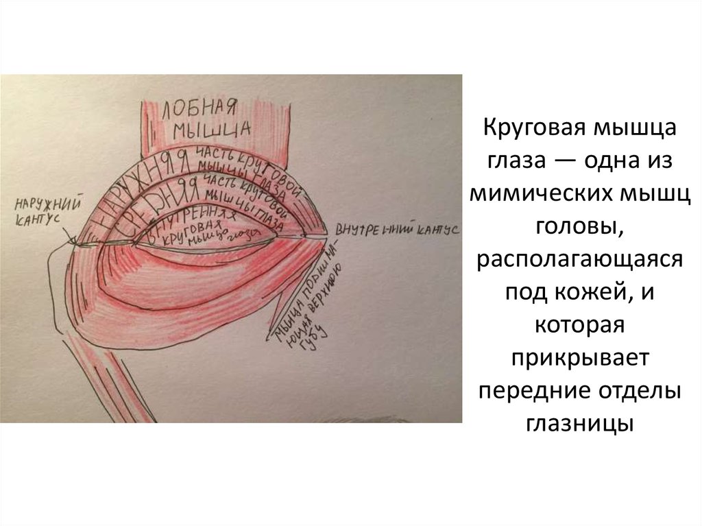 Круговые мышцы. Слезная часть круговой мышцы глаза. Сокращение круговой мышцы глаза. Круговая мышца глаза: строение? Функции?.